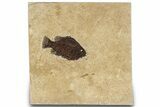 Detailed Fossil Fish (Cockerellites) - Wyoming #309851-1